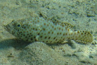 Epinephelus tauvina - Braunflecken-Zackenbarsch (Rostflecken-Zackenbarsch)